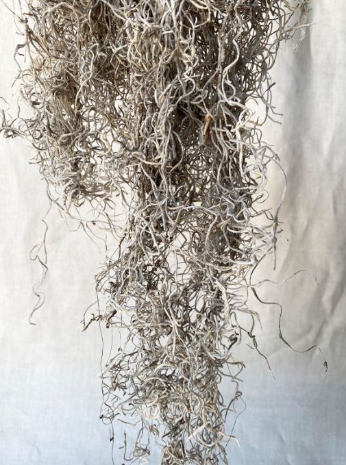 1 LB. NATURAL SPANISH MOSS