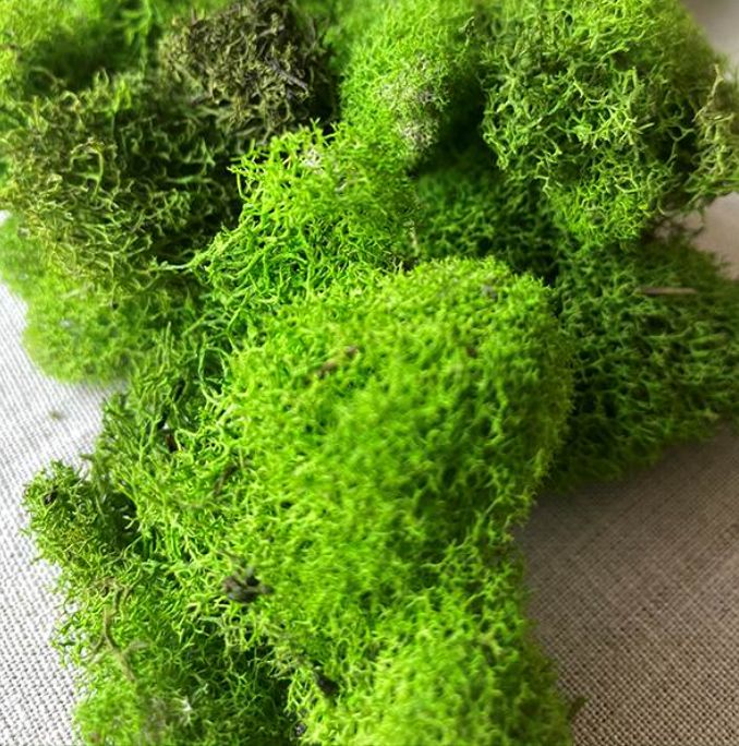 Reindeer Moss Spring Green