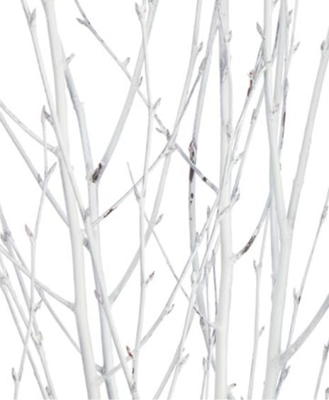 3' - 4' White Birch Branch, 4-5 STEMS