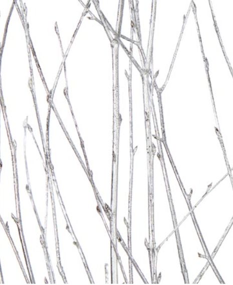 3'-4.5' BIRCH BRANCH METALLIC SILVER, 4-5 stems