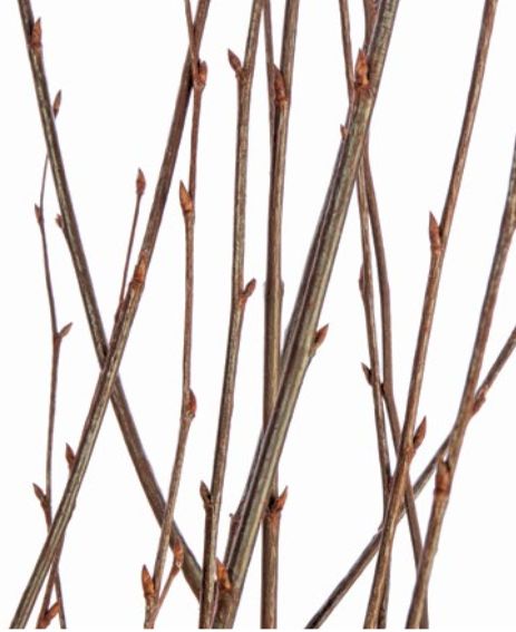 3' - 4'  MAHOGANY BIRCH BRANCH, 4-5 STEMS