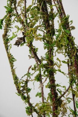 BIRCH BRANCH 3-4.5’ NAT MOSS COVER, 4-5 stems