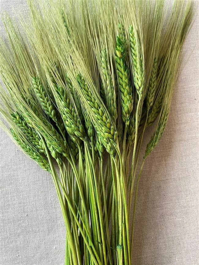 WHEAT GRASS GREEN,8 OZ,