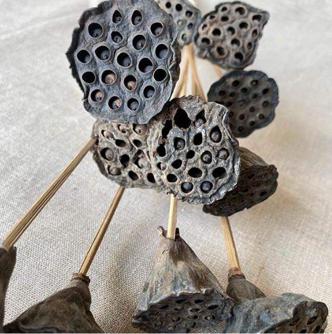 MINI LOTUS POD BUNCH, 12 PCS