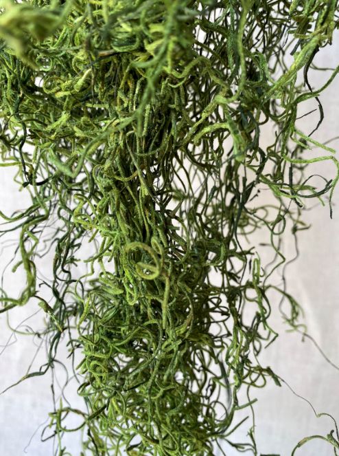 SPANISH MOSS GREEN  1LB.