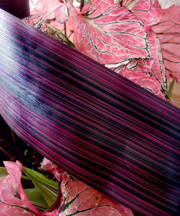 4’’ X 50YDS ASPIDISTRA  PURPLE