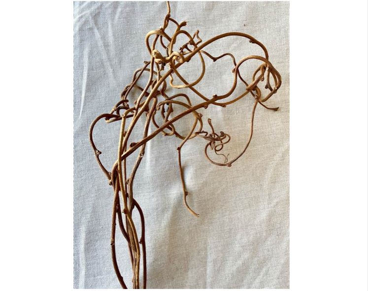 KIWI VINES 26-28", 6 pcs