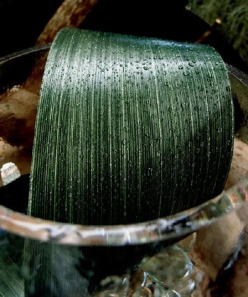 RIBBON LEAF ASPIDISTRA 4’’ X 50YD DK GREEN