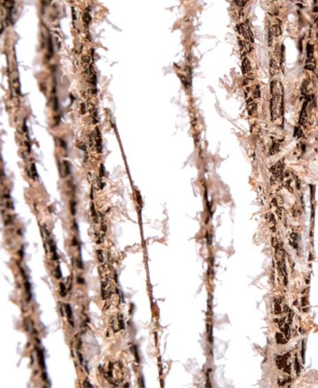 3' - 4' COPPER FLOCK BIRCH 4-5 STEMS