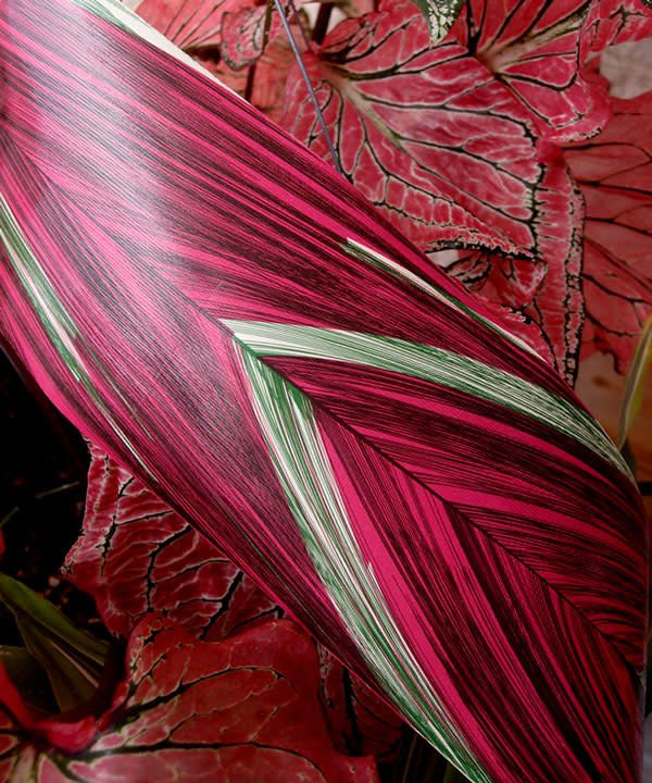 RIBBON LEAF ASPIDISTRA 4.25’’ X 50 YDS PINK