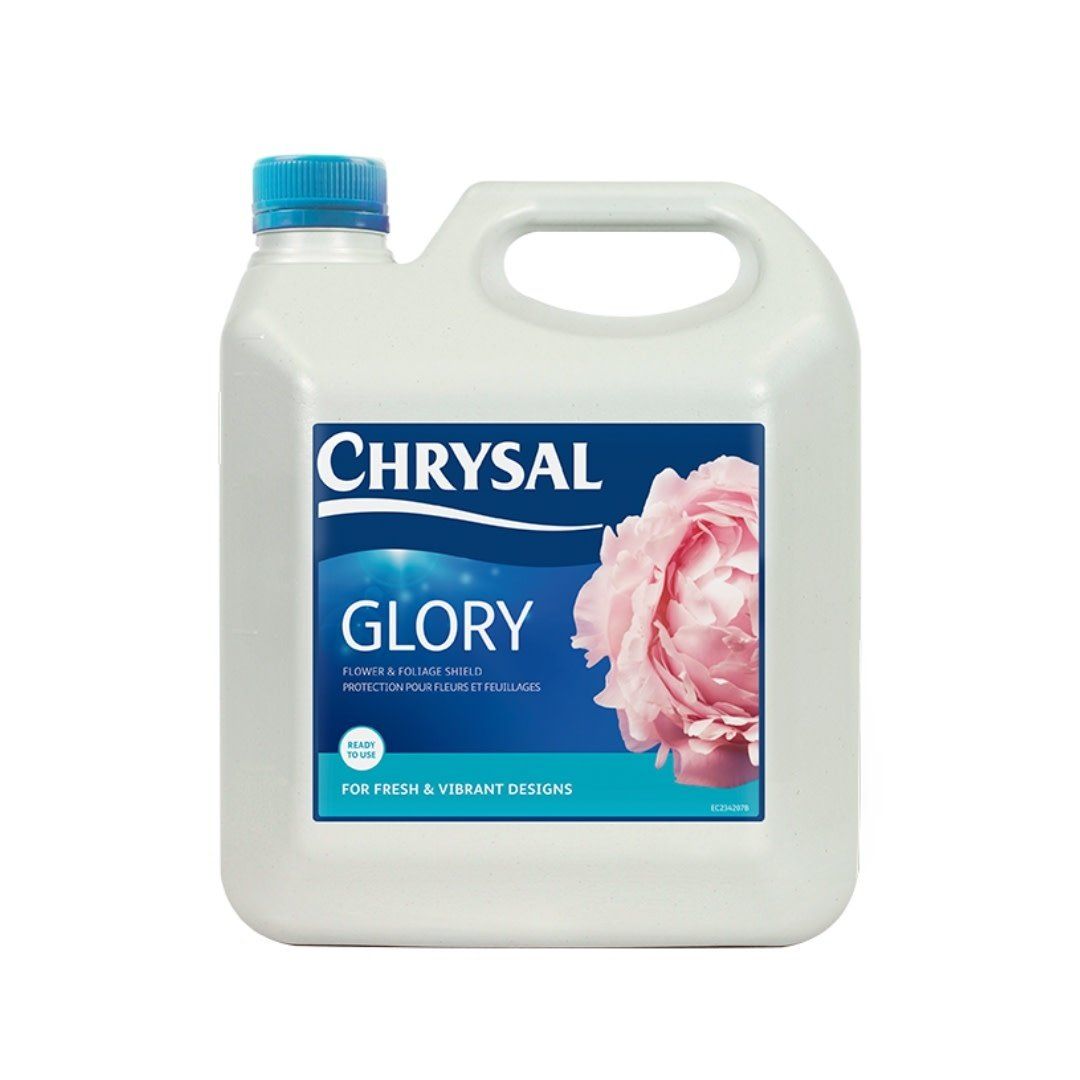 CHRYSAL GLORY