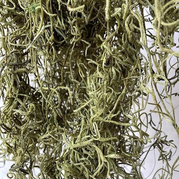 SPANISH MOSS 1 LB L.t GREEN