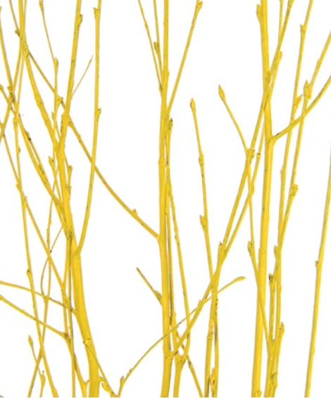 3' - 4' BIRCH BRANCH YELLOW 4-5 STEMS