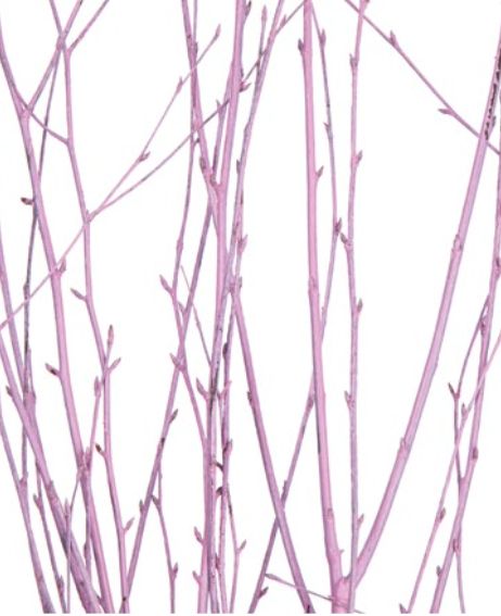 3' - 4' PINK BIRCH BRANCH 4-5 STEMS