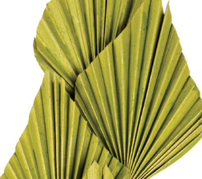 5 STEMS PALM SPEARS BASIL GREEN