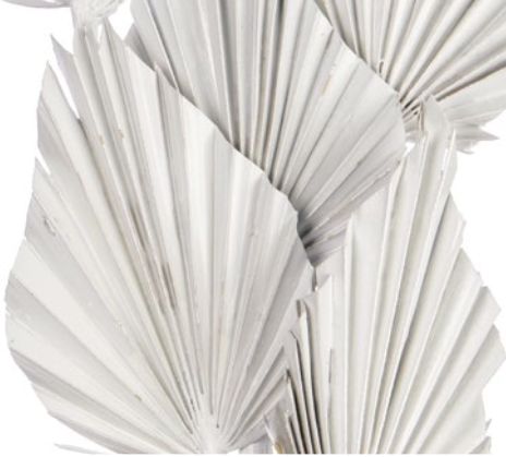 5 STEMS WHITE PALM SPEARS
