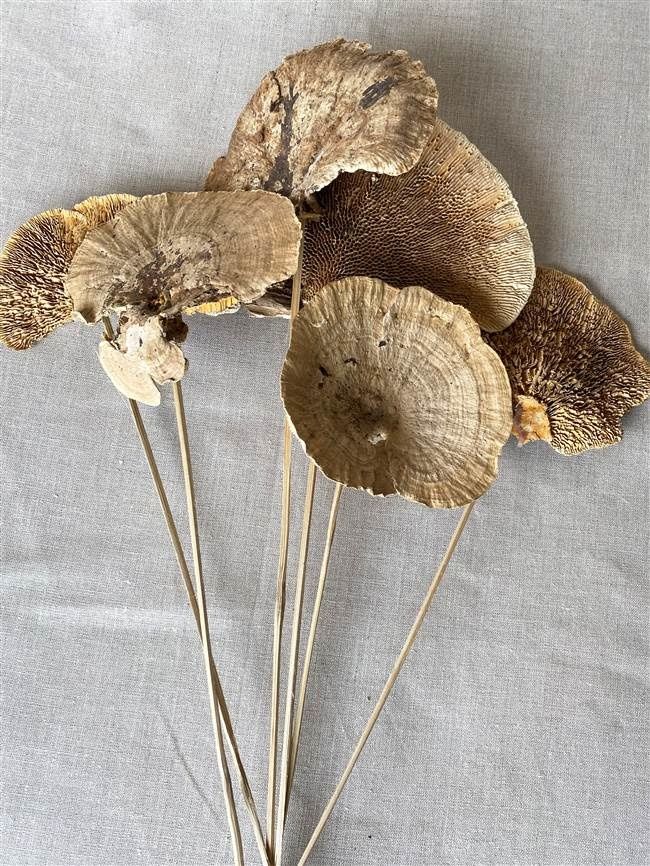 STEMMED SPONGE MUSHROOMS , 6 PCS