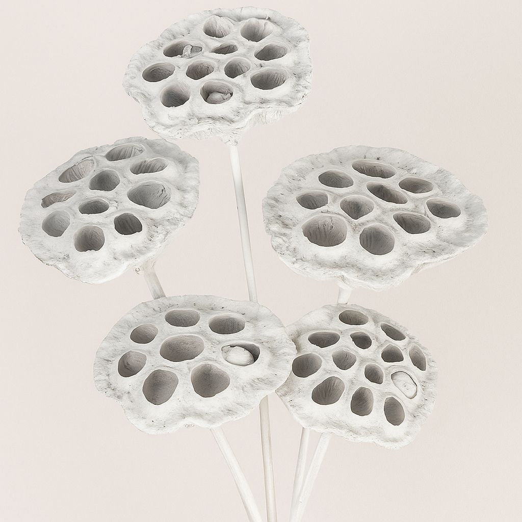 5 STEMS WHITE LOTUS PODS 3"-4"