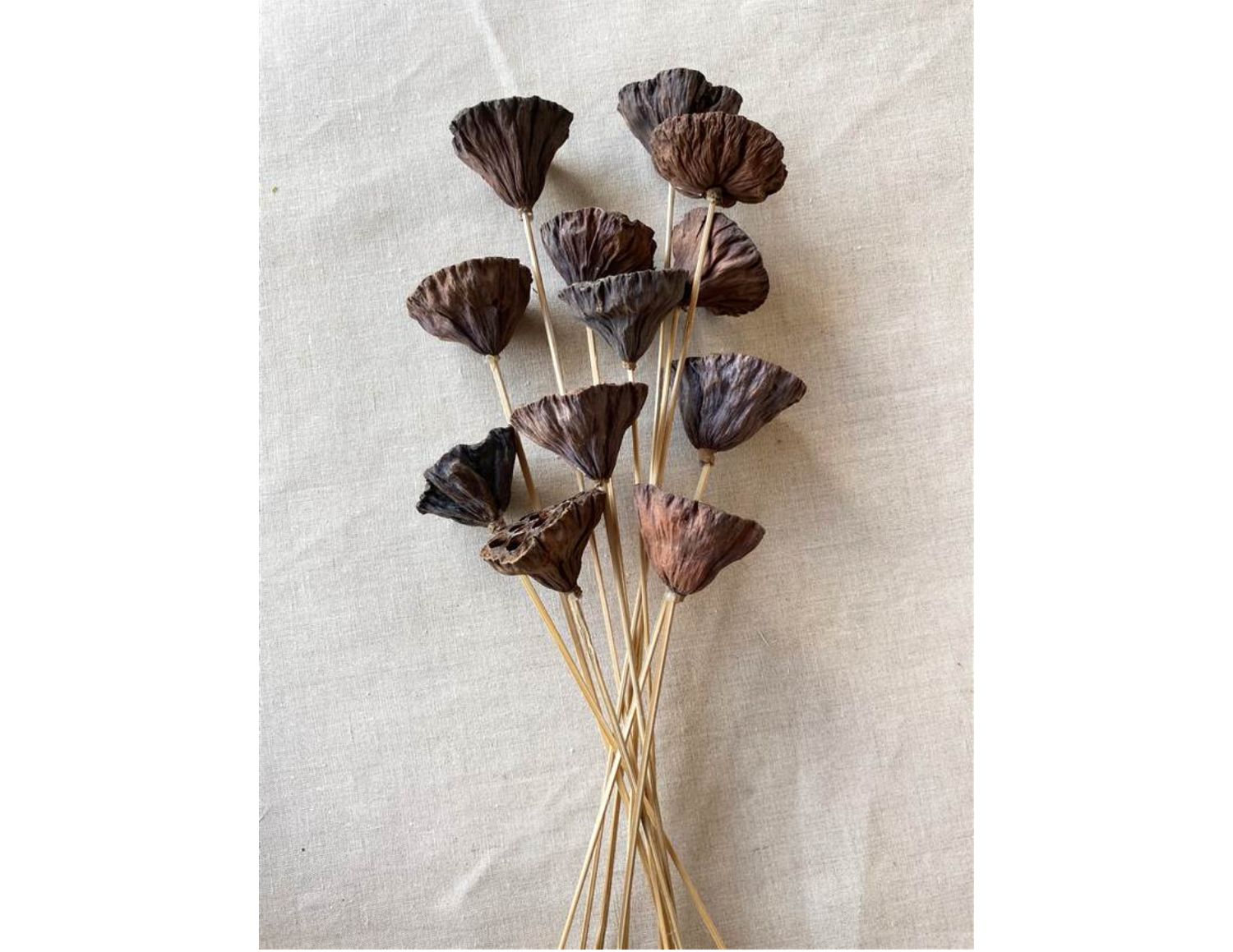 SMALL LOTUS POD/STEM NATURAL