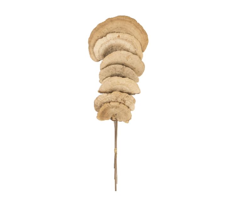 10 PCS SPONGE MUSHROOMS