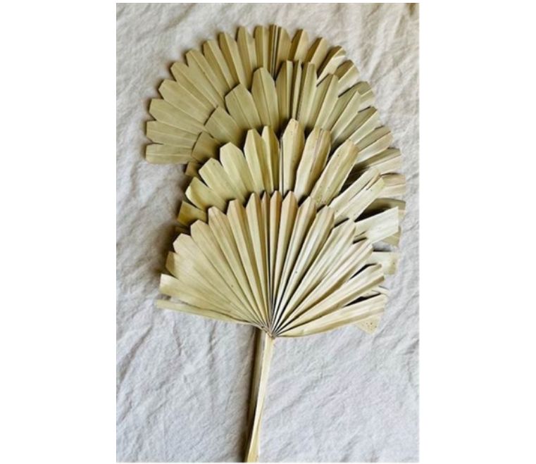 17" NATURAL SUN PALM , 5 STEMS