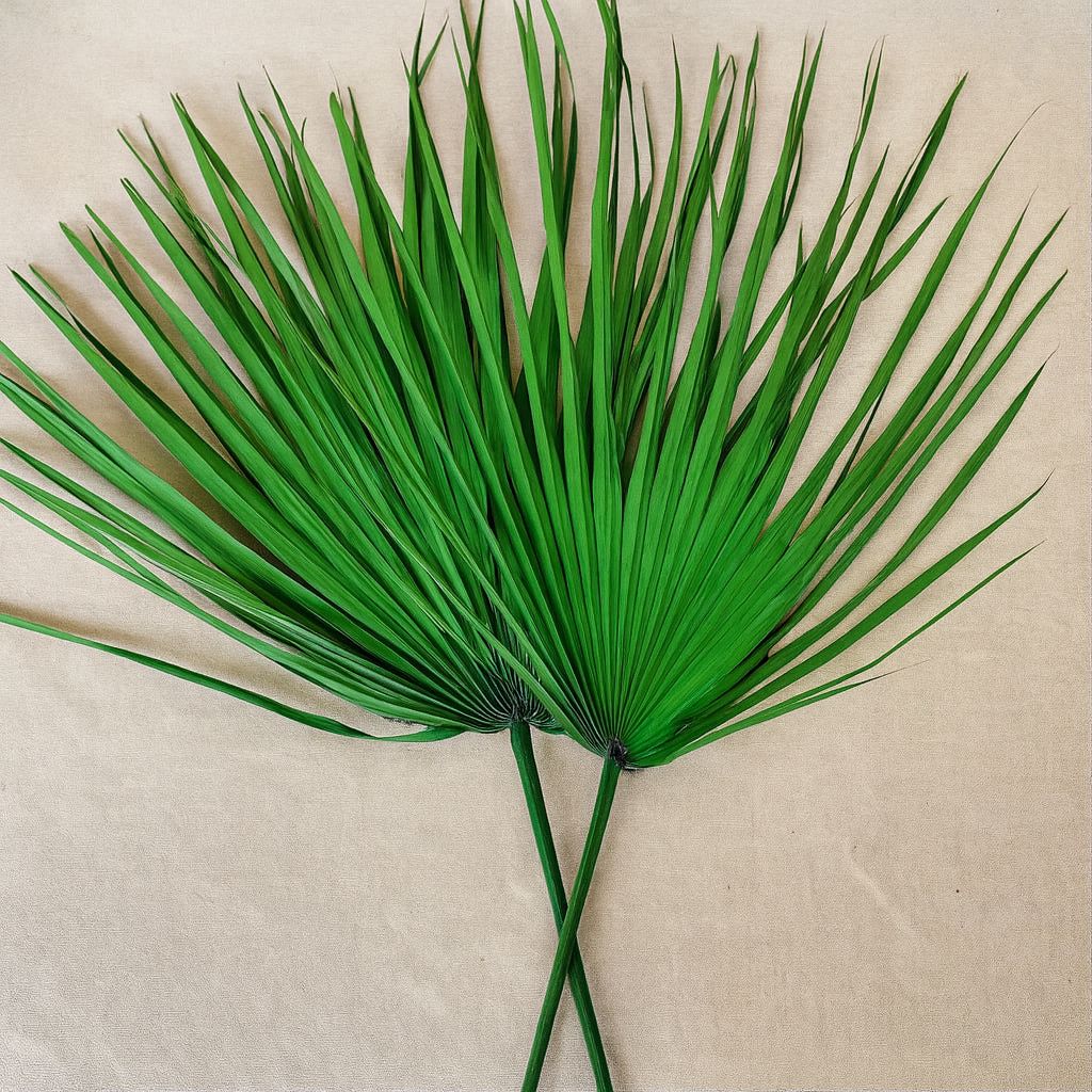 3PCS, WHOLE PALM GREEN