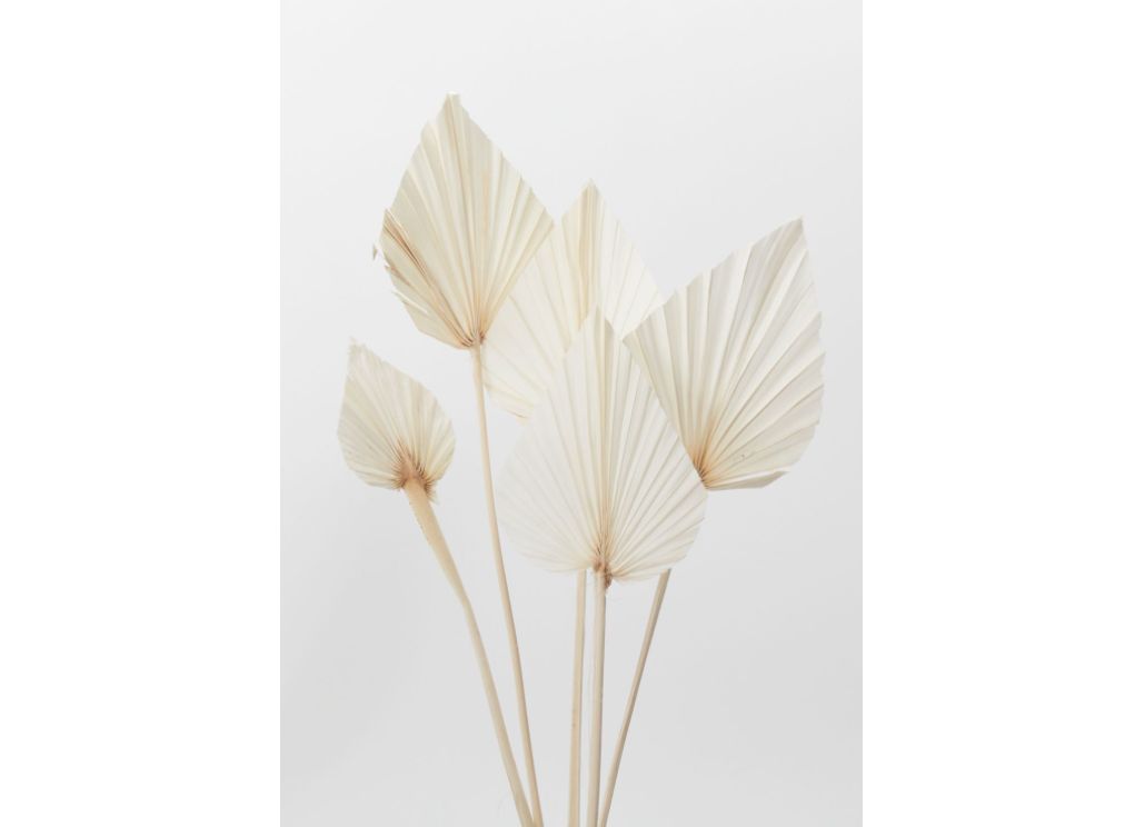 21.5” DRIED FOLIAGE BLEACHED PALM SPEAR PACK OF 5 STEMS