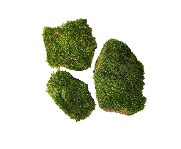 326 CUBIC INCHES PRESERVED GREEN MOOD MOSS