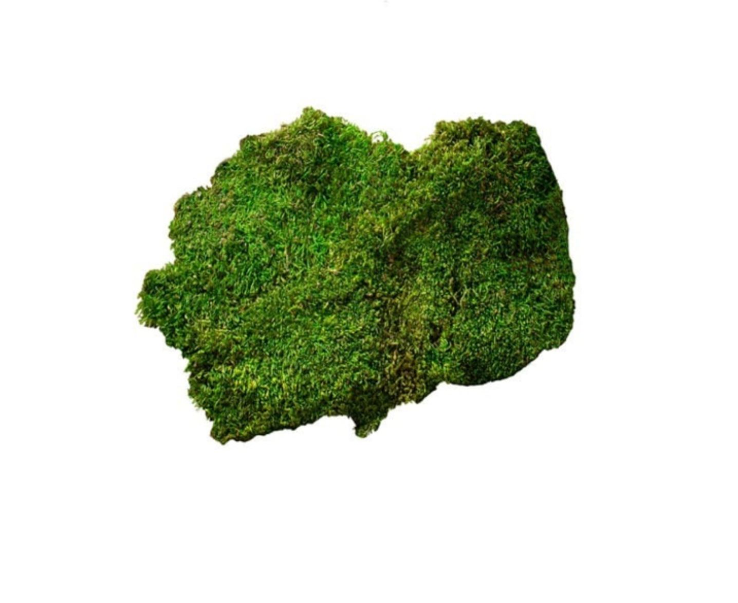 20-24FT PRESERVED GREEN SHEET MOSS