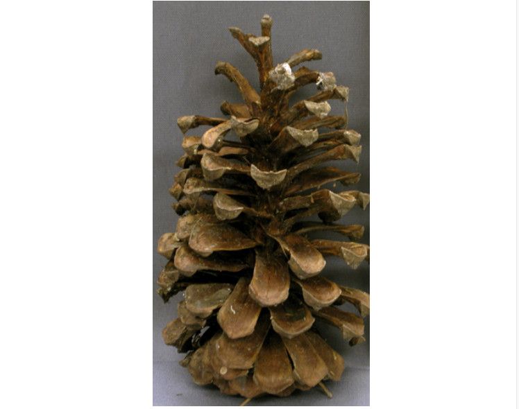 LONGLEAF PINE CONE BULK 115PCS