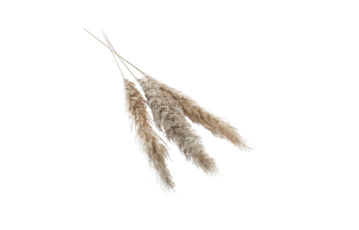25.5" - 28” NATURAL PAMPAS GRASS Pack of 6
