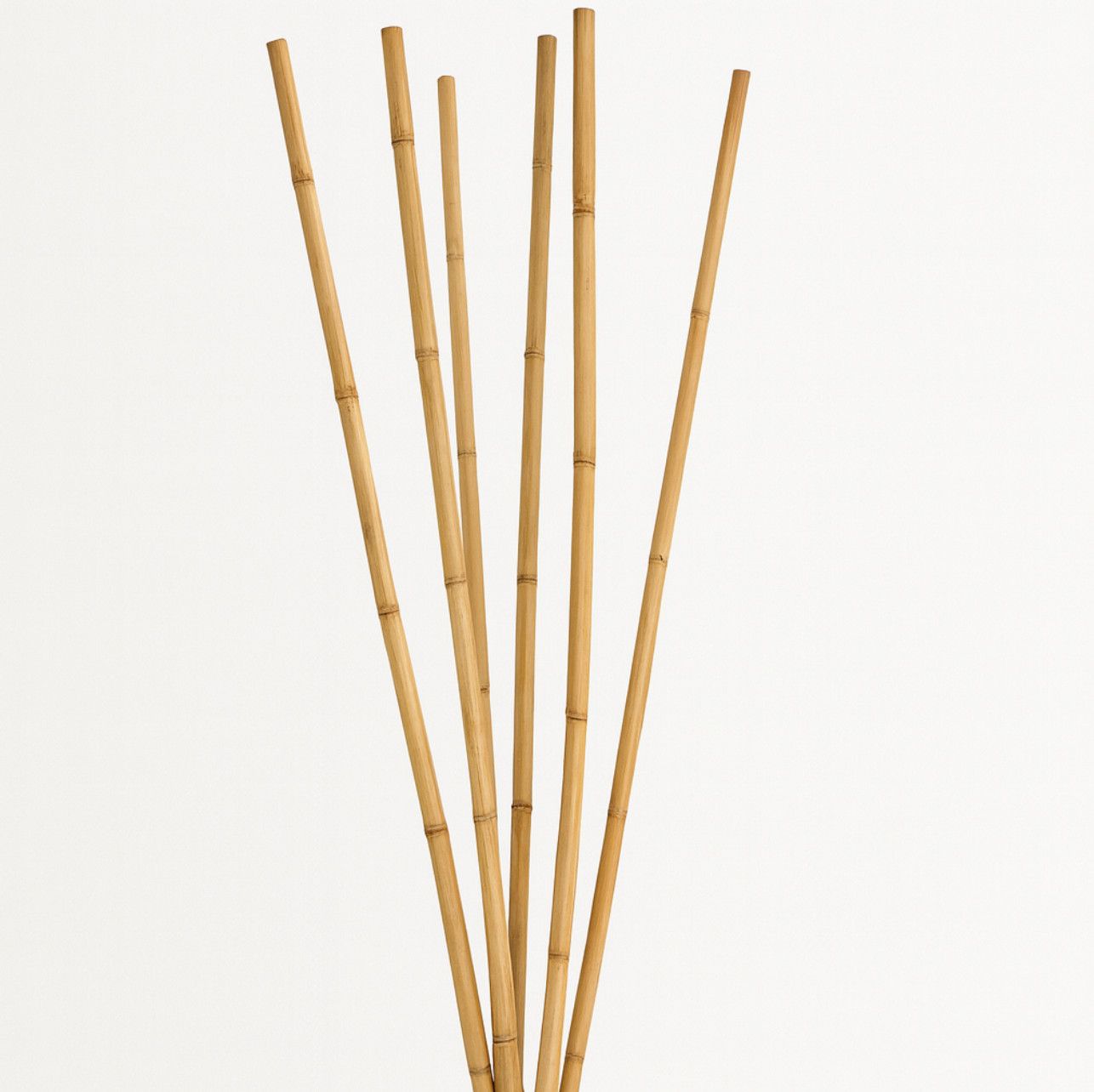 CANNA STICKS, 6 STEMS