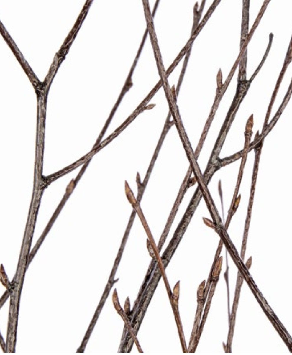POLISHED BIRCH BRANCHES 4-5 STEMS