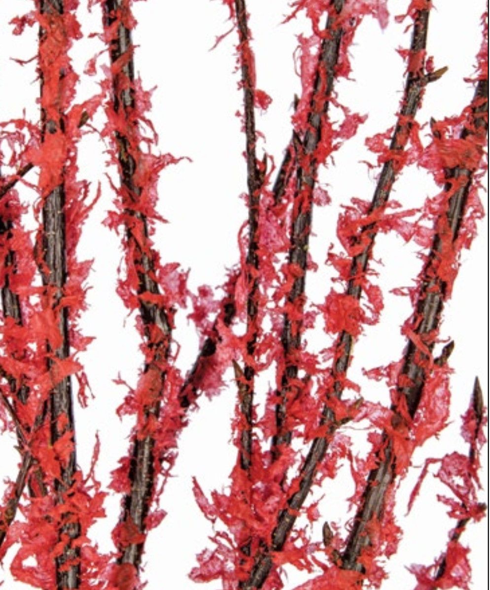 4-5 STEMS, RED FLOCK BIRCH BRANCHES