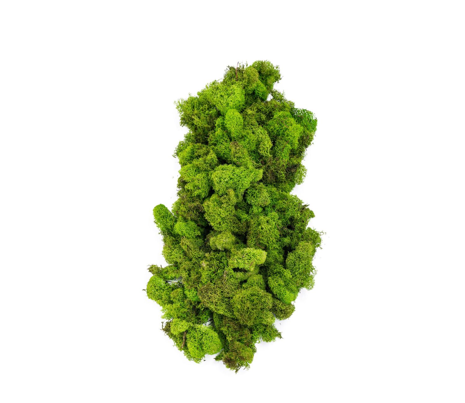 Reindeer Moss Spring Green   Bag 4 oz