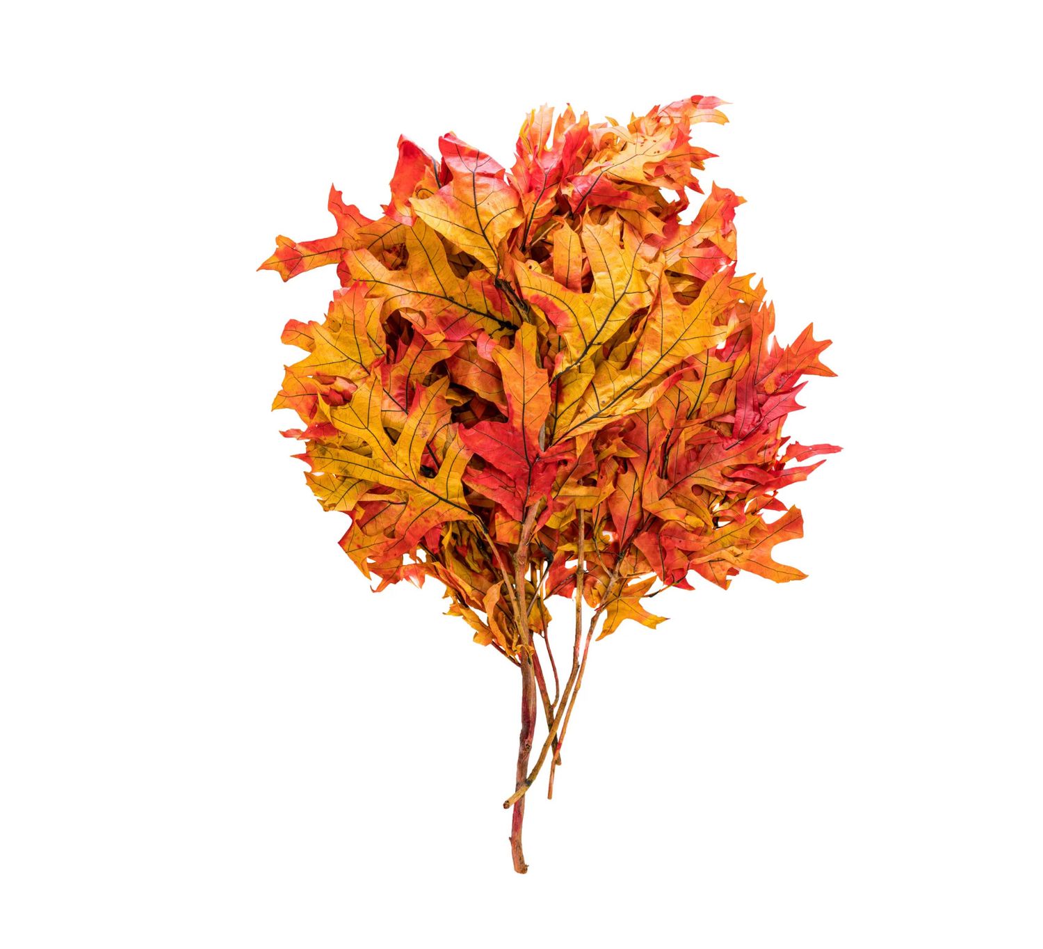 20" X 26"  TRANSPARENT OAK LEAVES, AUTUMN / FALL LEAVES 8 OZ BUNCH