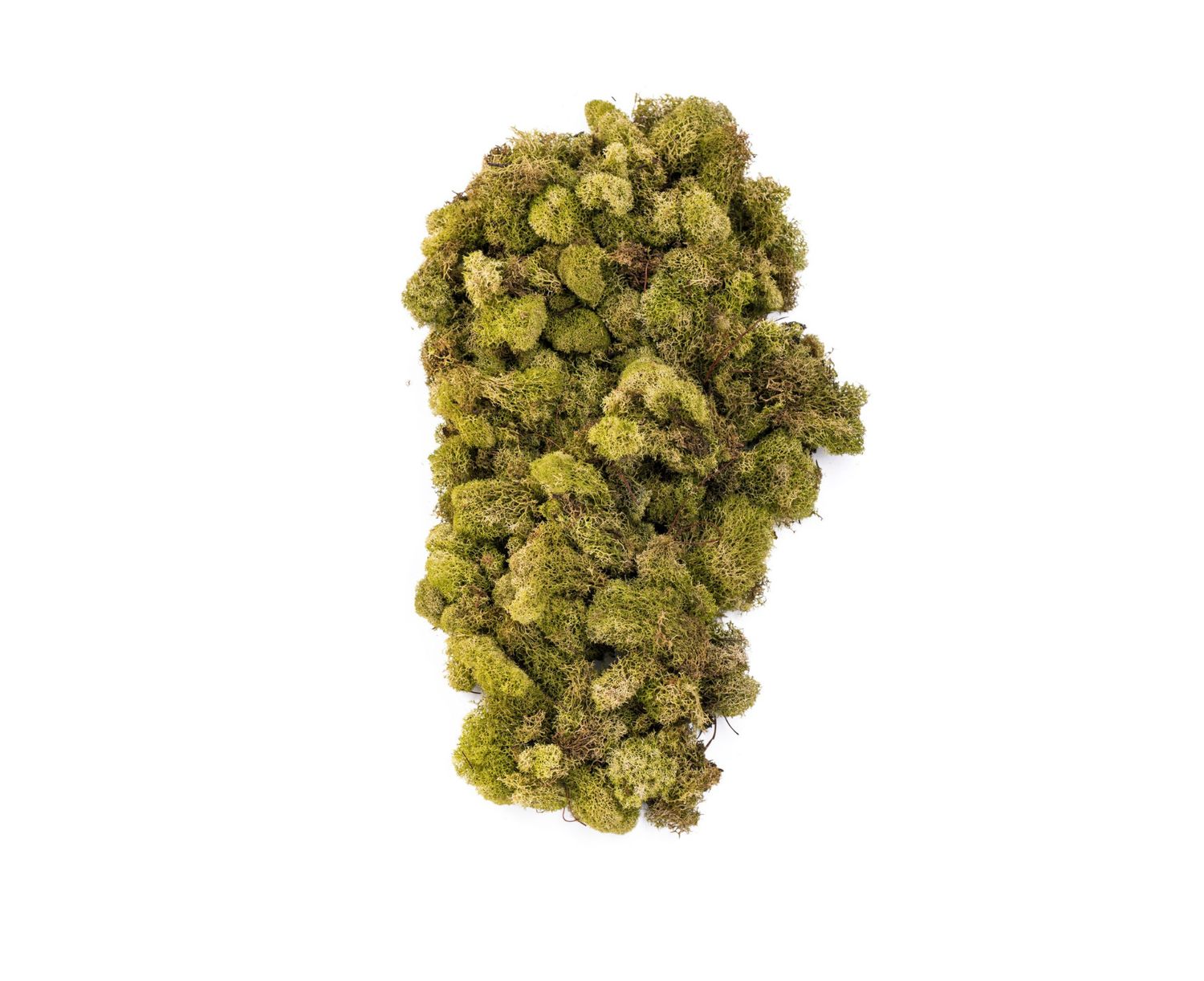 LIGHT GREEN REINDEER MOSS  Bag 4 oz