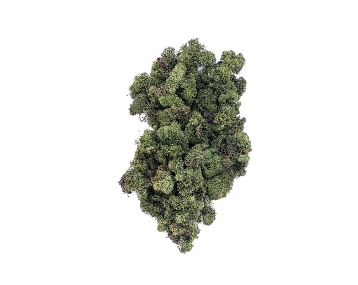 REINDEER MOSS GREEN   Bag 4 oz