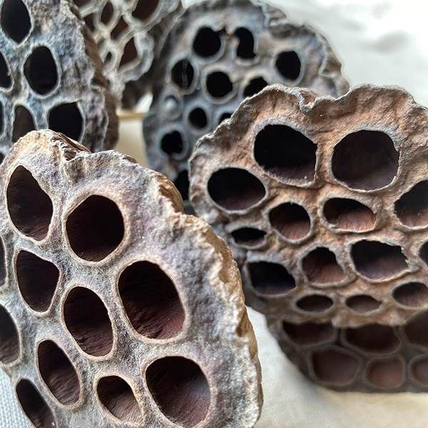 18" LOTUS POD/STEM NATURAL,  12 PCS