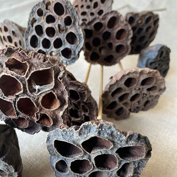 18" SMALL LOTUS POD/STEM NATURAL 12PCS