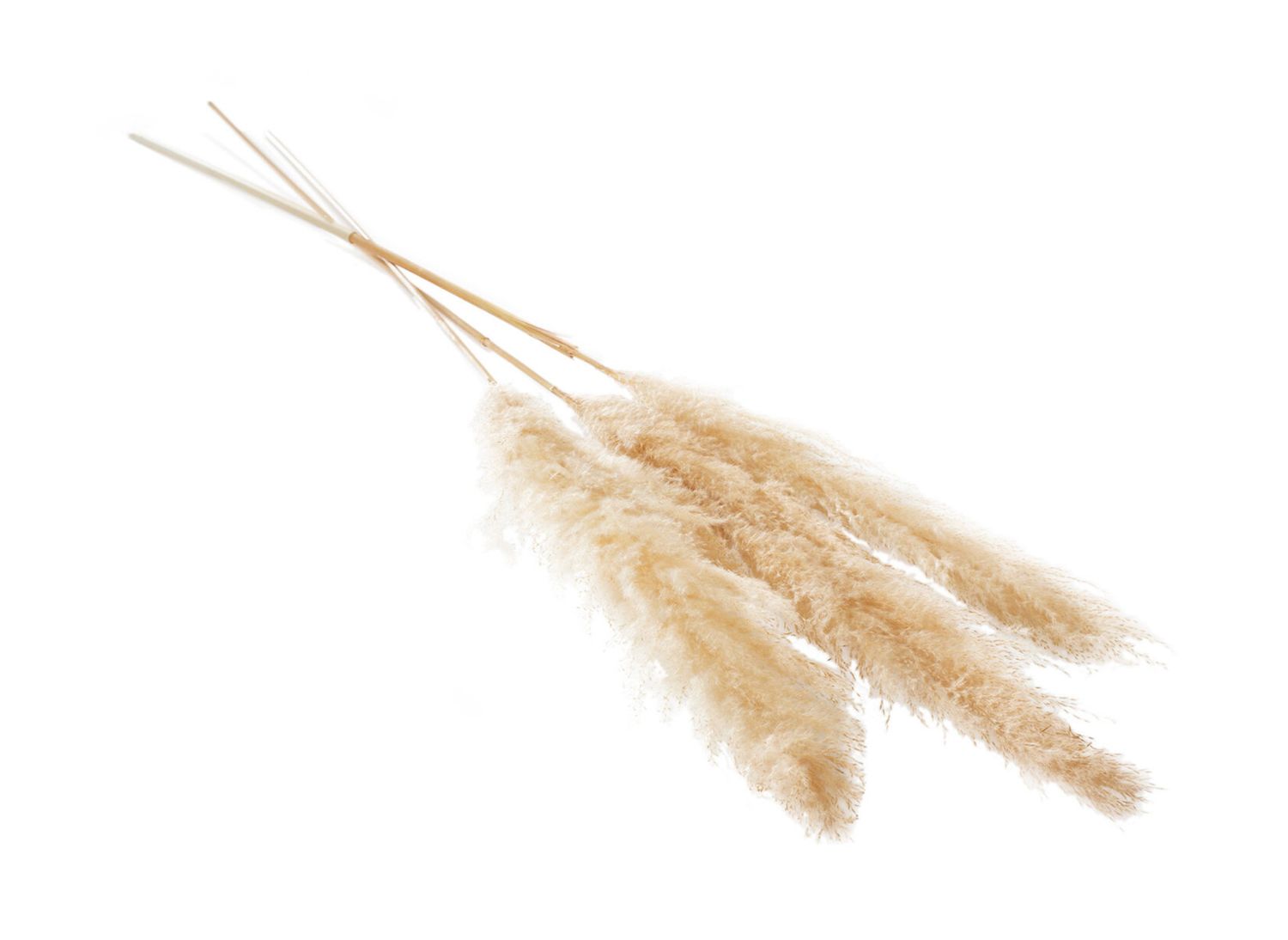55” TAN FLUFFY DRIED PAMPAS GRASS SET OF 3