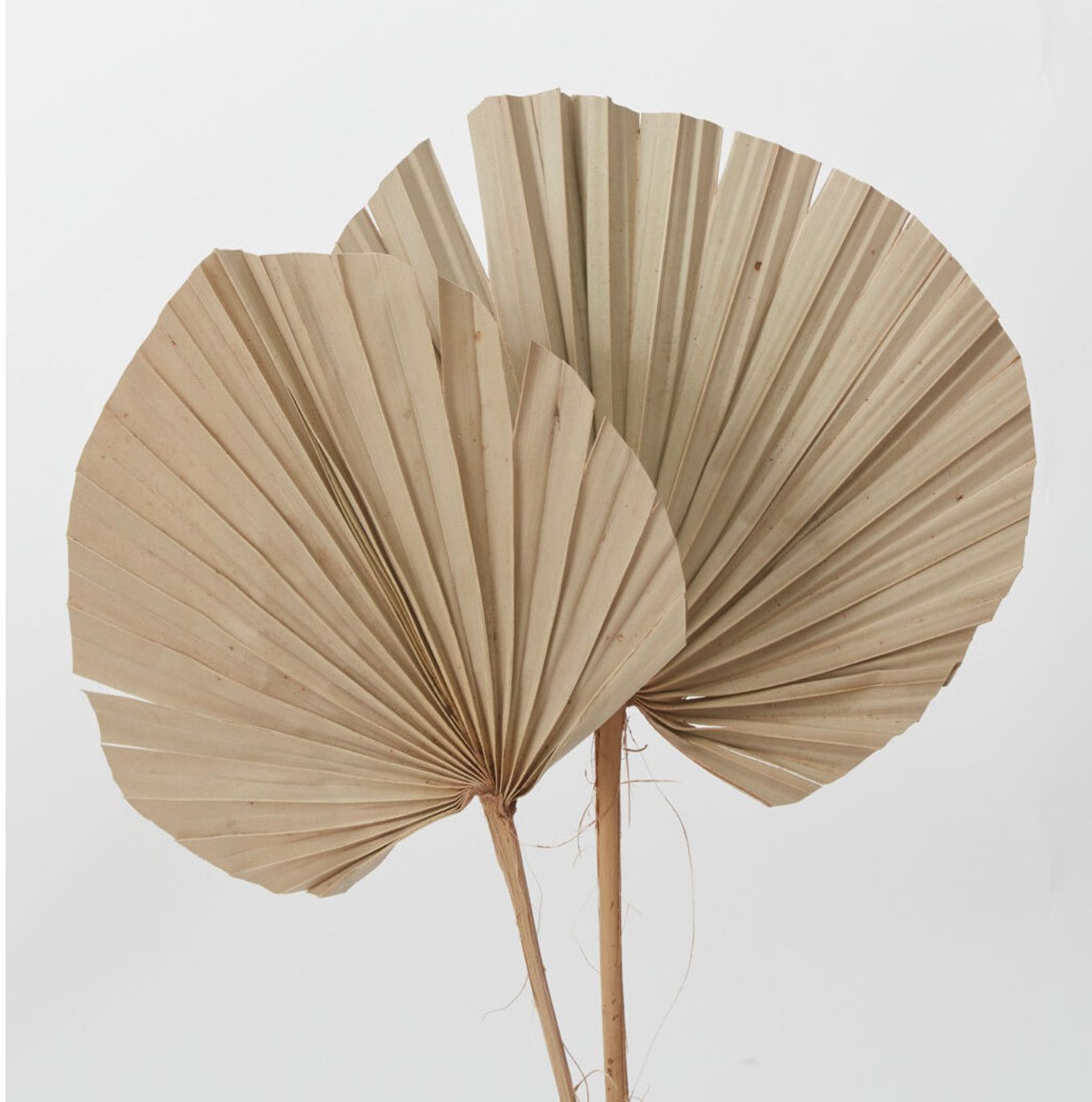 26” DRIED NATURAL PALM FAN