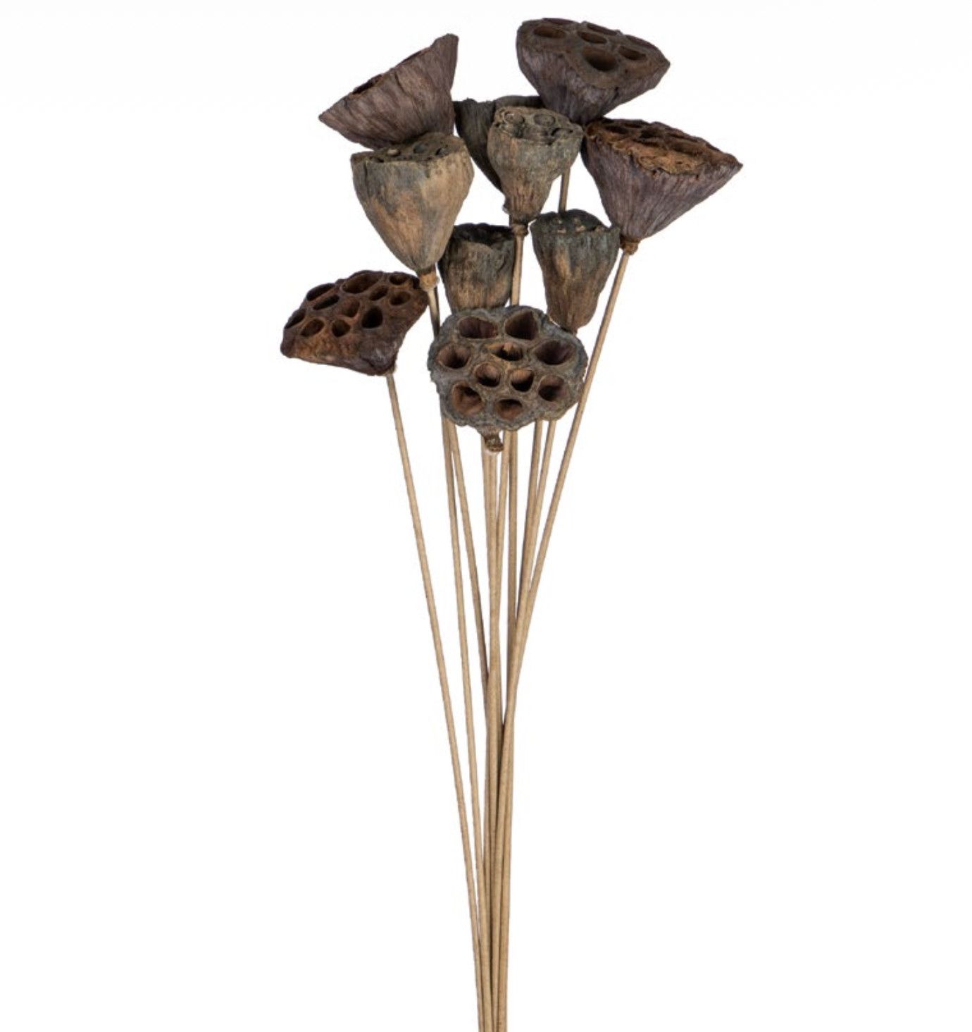 LOTUS POD MINI NATURAL 10PCS