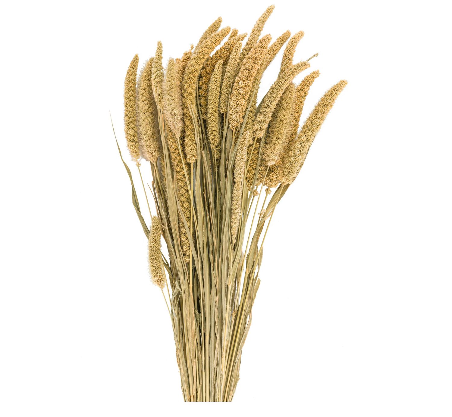 31"L China Millet Natural