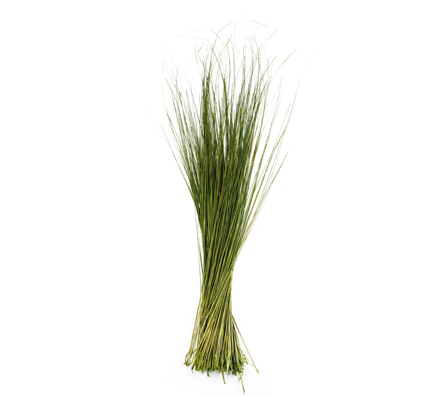 FOUNTAIN GRASS , GREEN Bunch 12 oz - Packed 20 bunches  length 48-54"