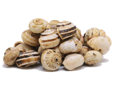 2 kg Lumachine (babbaluci,babbaluceddi, bovoli, theba pisana)