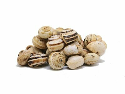 1 kg Lumachine (babbaluci,babbaluceddi, bovoli, theba pisana)