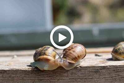 Scarica il  Video Introduttivo: Allevare lumache con l'innovativo "Metodo Madonita"