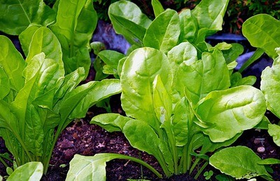 1 Kg Sementi di Bietola selezionati