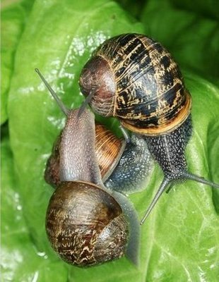 100 Lumache da riproduzione Helix Aspersa Muller Madonita